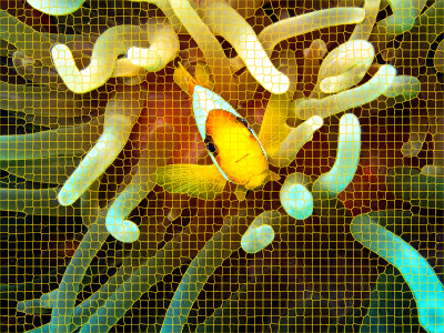Clownfish image with superpixel segmentation boundaries overlaid