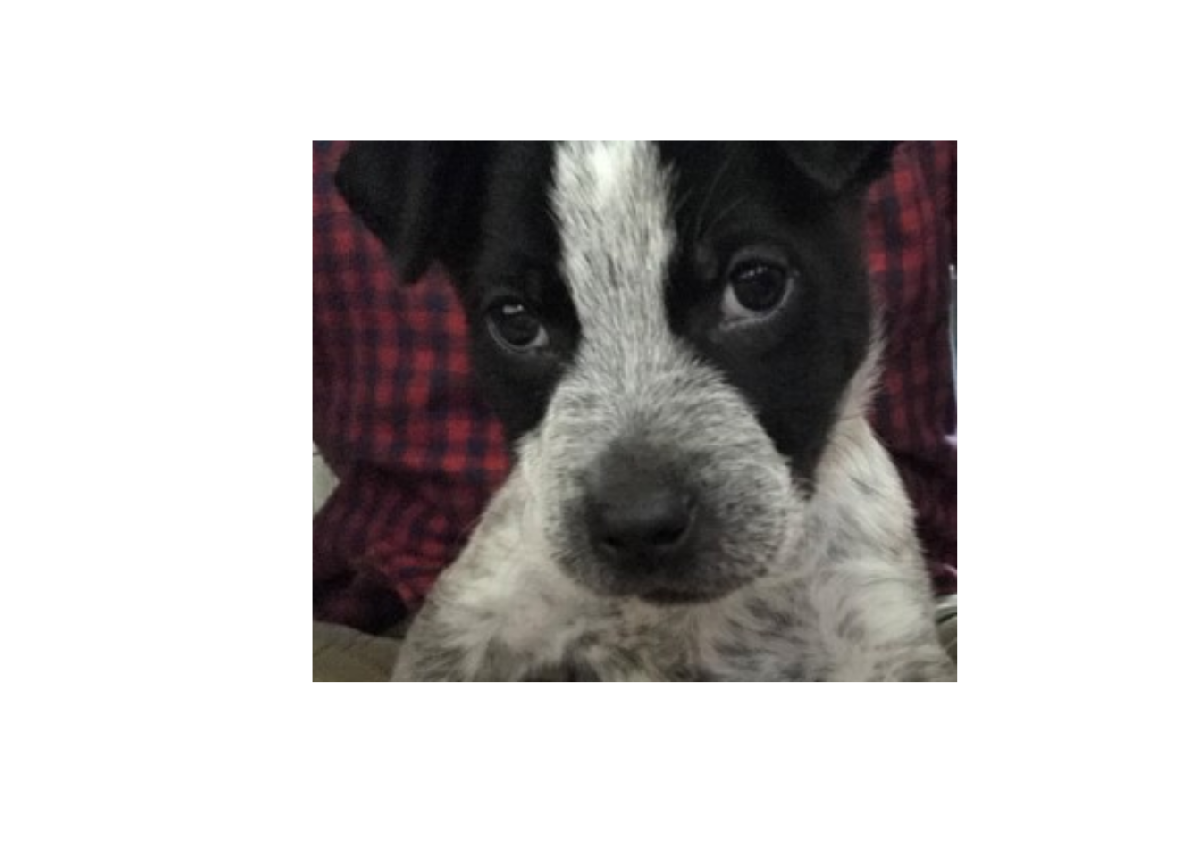 The sad puppy from the Kuzco AI package