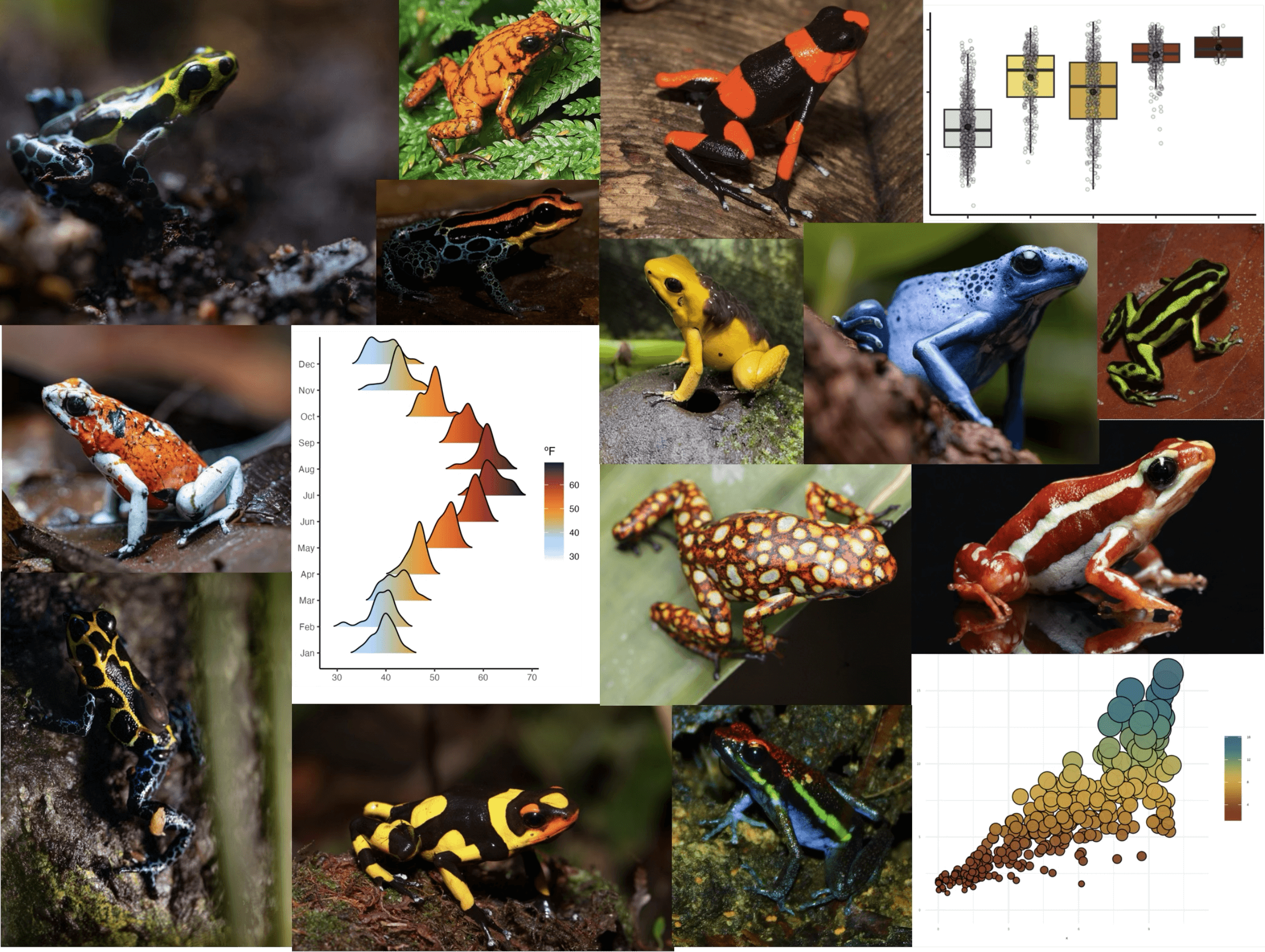 Color palettes based on poison frogs
